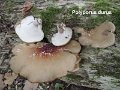 Picipes badius-amf1515